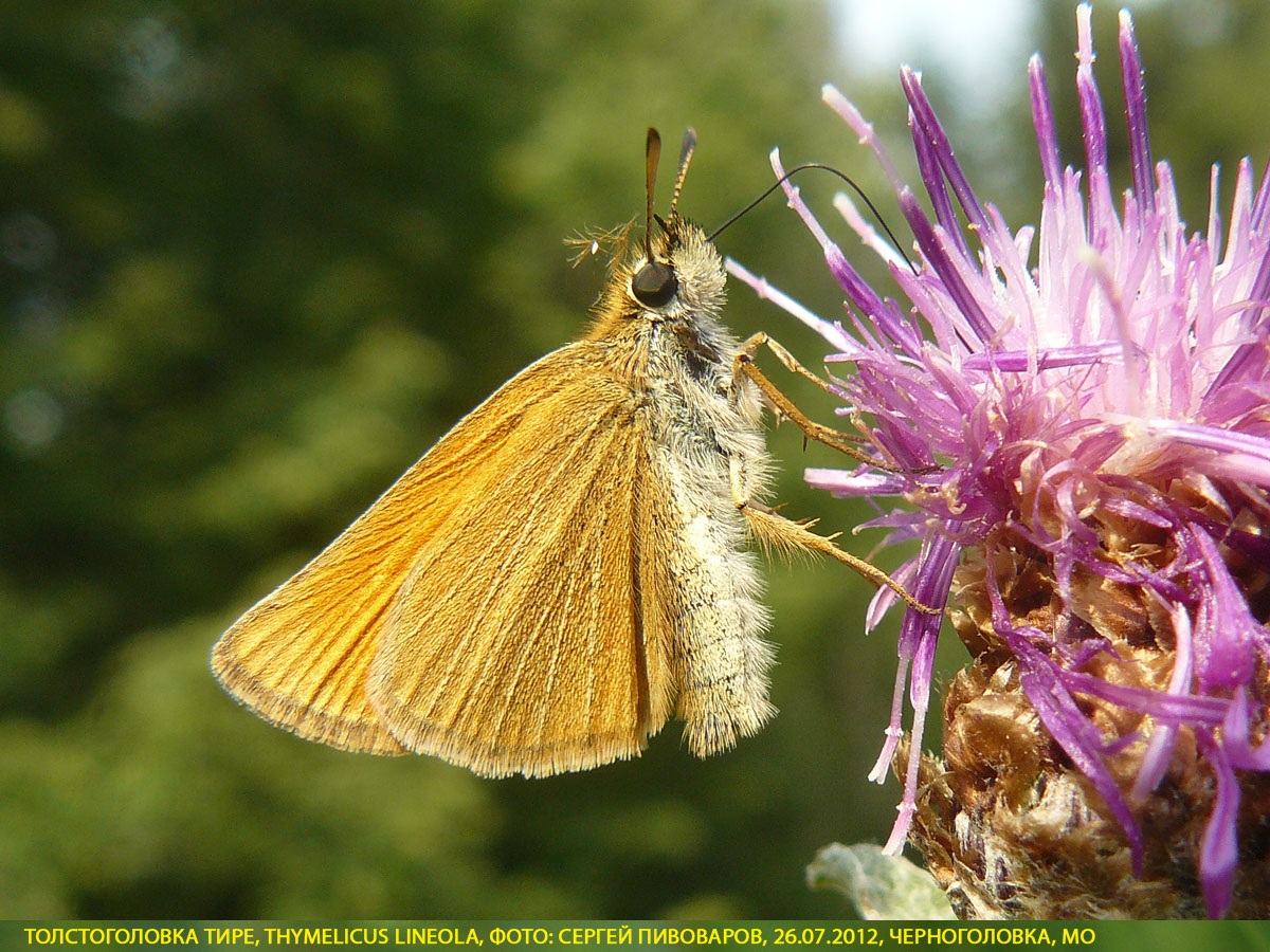 Толстоголовка тире, Thymelicus lineola