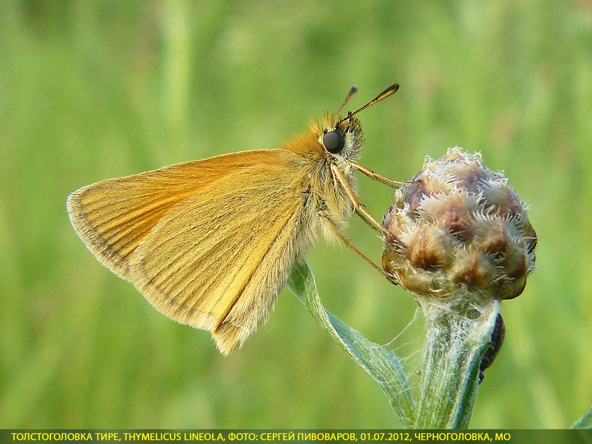 Толстоголовка тире, Thymelicus lineola