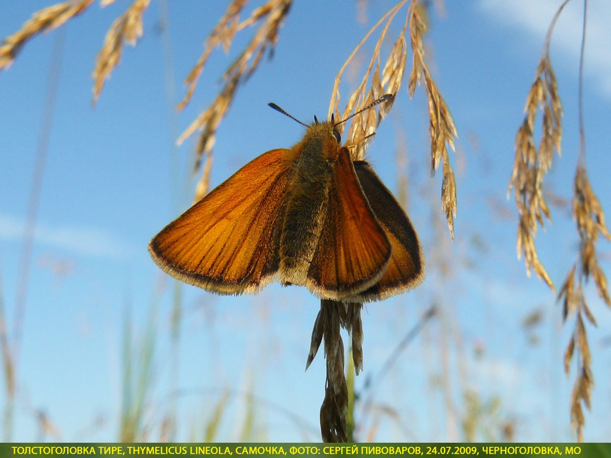 Толстоголовка тире, Thymelicus lineola