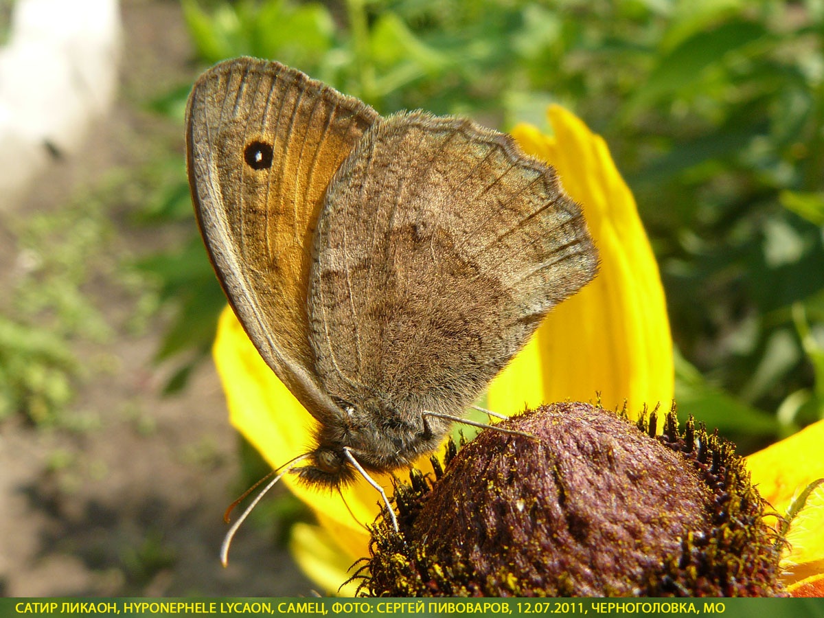 Сатир Ликаон, Hyponephele lycaon