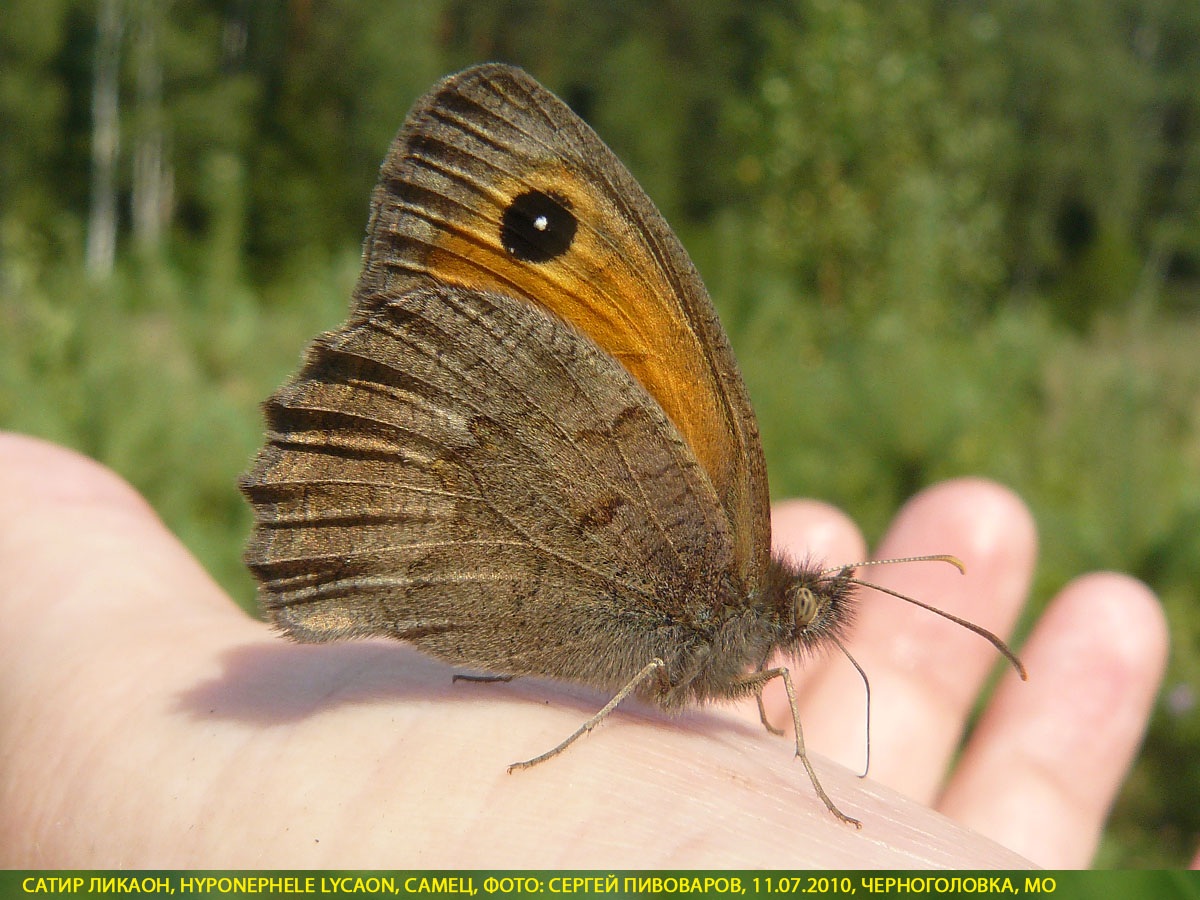 Сатир Ликаон, Hyponephele lycaon