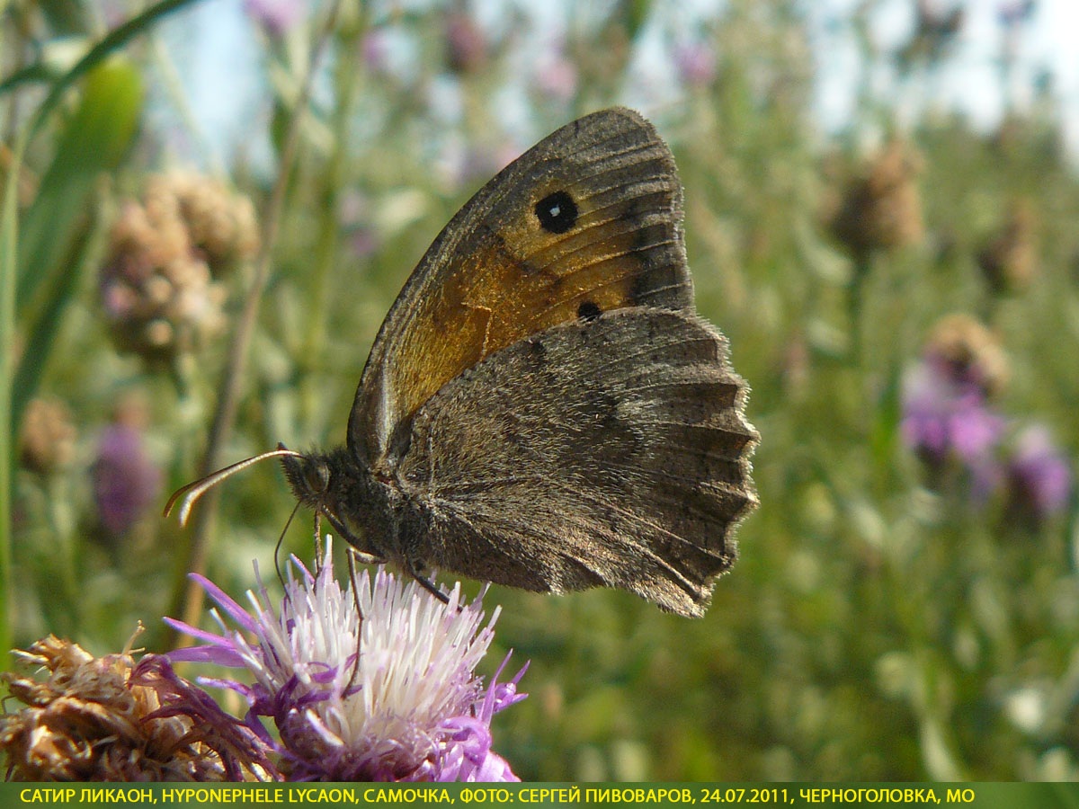 Сатир Ликаон, Hyponephele lycaon
