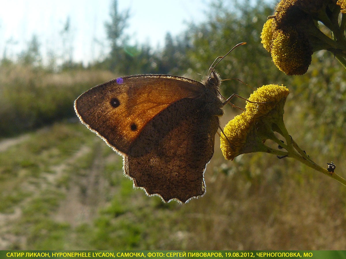 Сатир Ликаон, Hyponephele lycaon