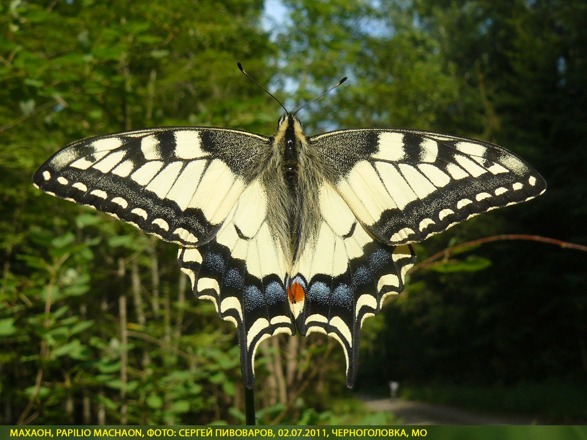 Махаон Papilio machaon