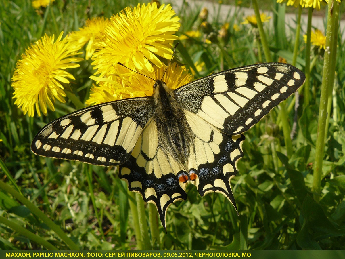 Махаон Papilio machaon