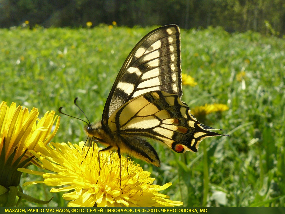 Махаон Papilio machaon