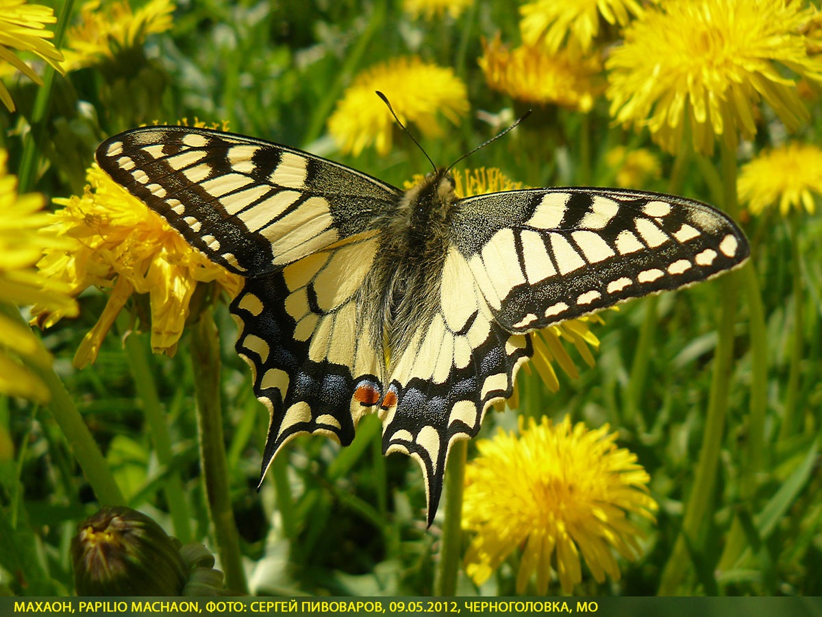 Махаон Papilio machaon