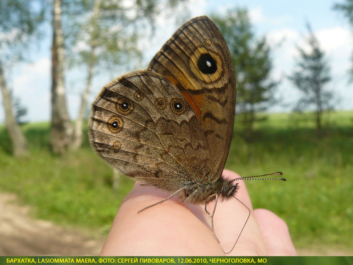 Бархатка, Lasiommata maera