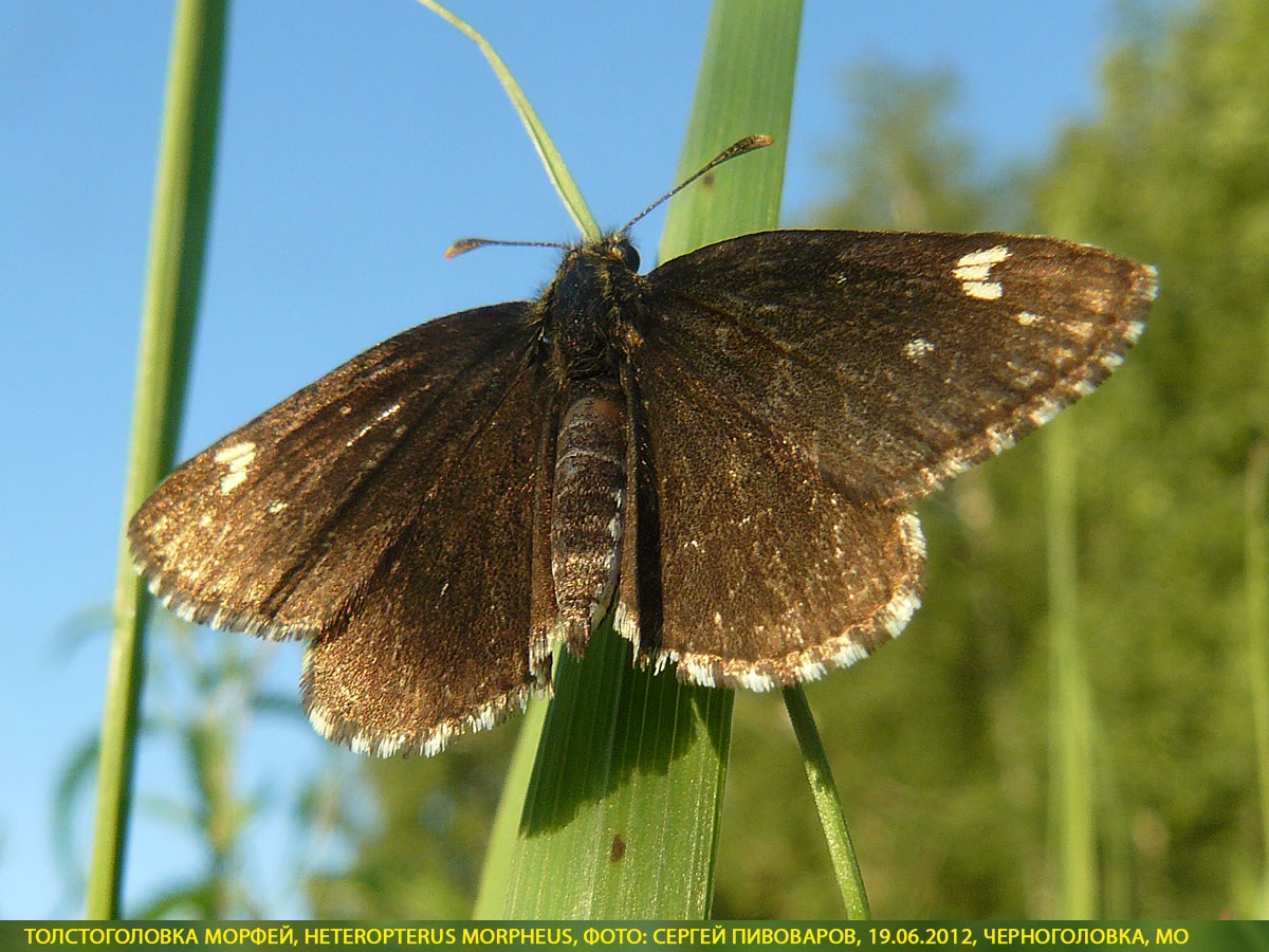 Толстоголовка Морфей, Heteropterus morpheus