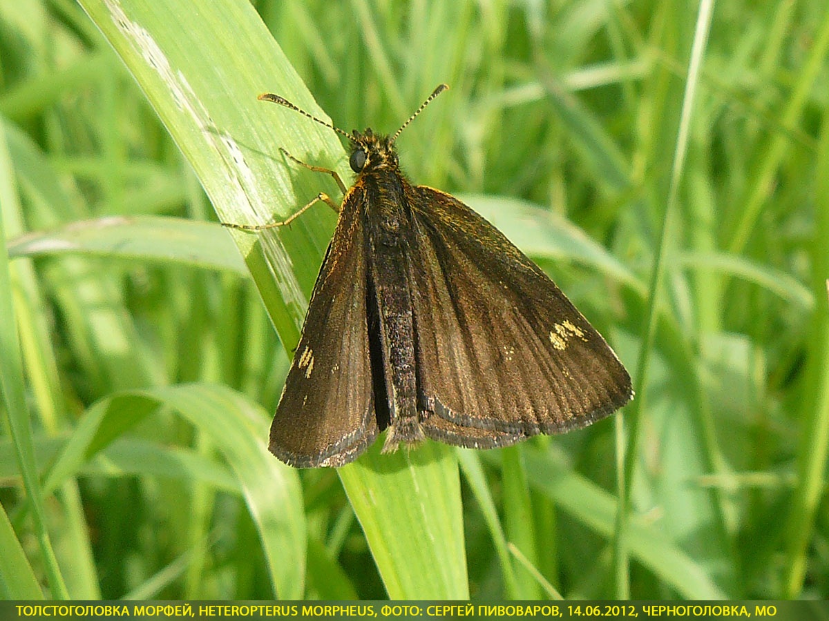 Толстоголовка Морфей, Heteropterus morpheus