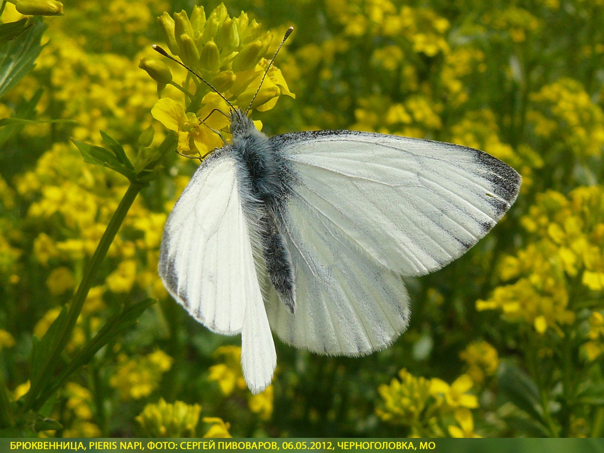 Брюквенница Pieris napi