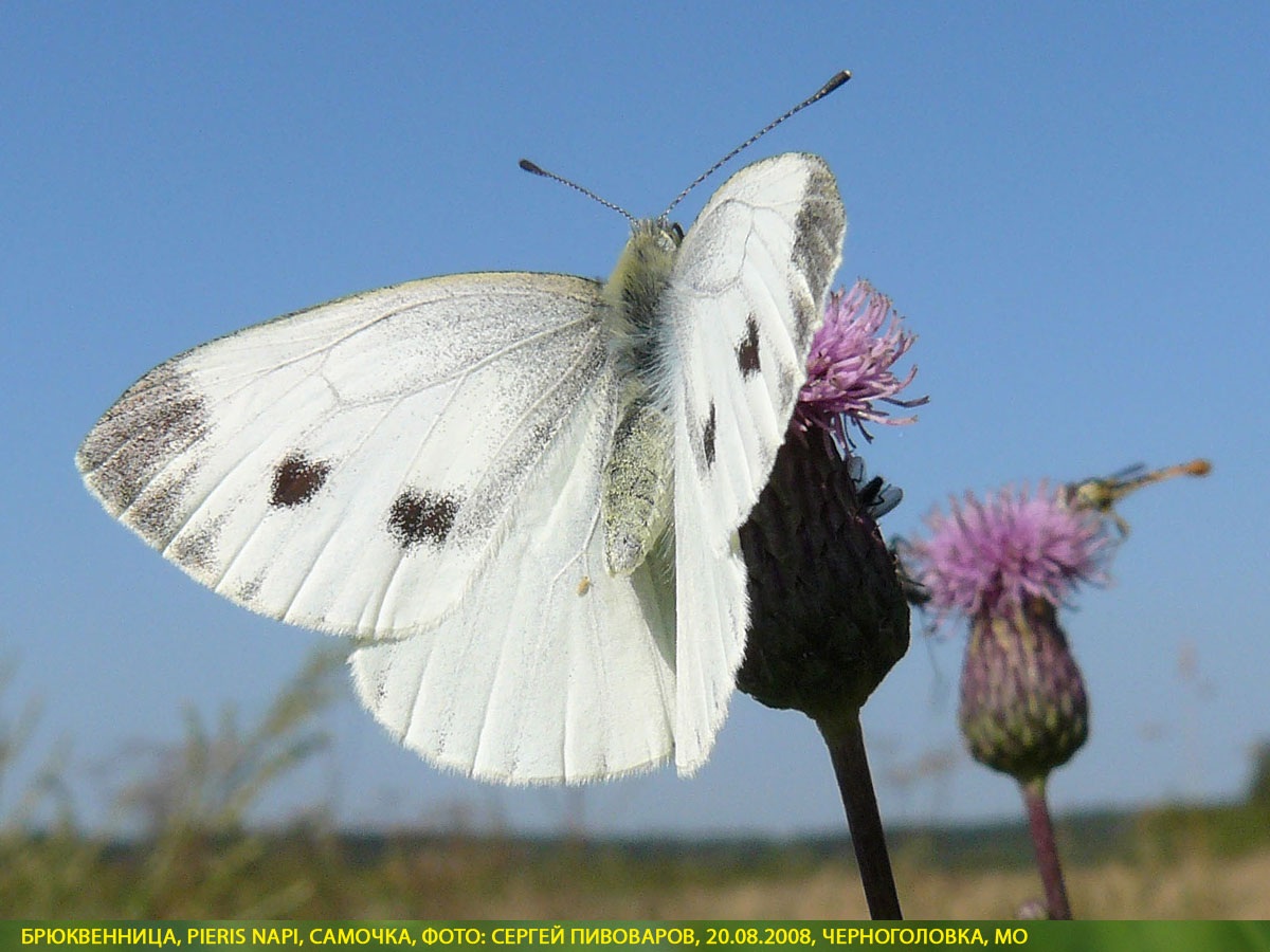 Брюквенница Pieris napi