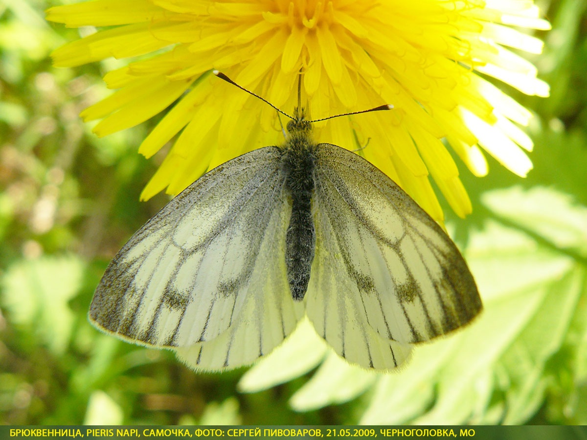Брюквенница Pieris napi