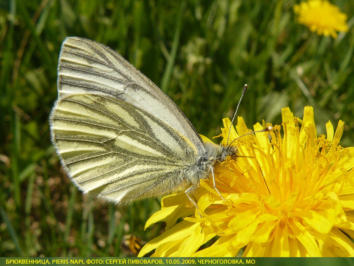 Брюквенница Pieris napi