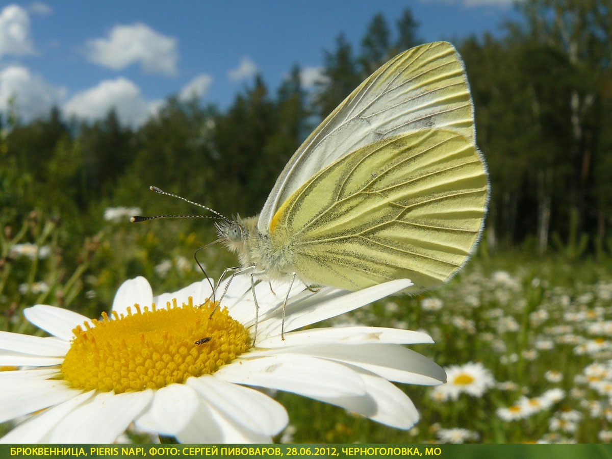 Брюквенница Pieris napi