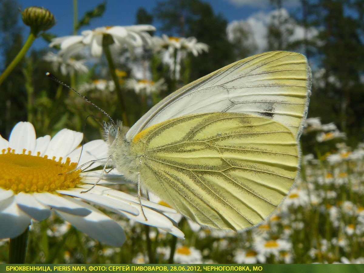 Брюквенница Pieris napi