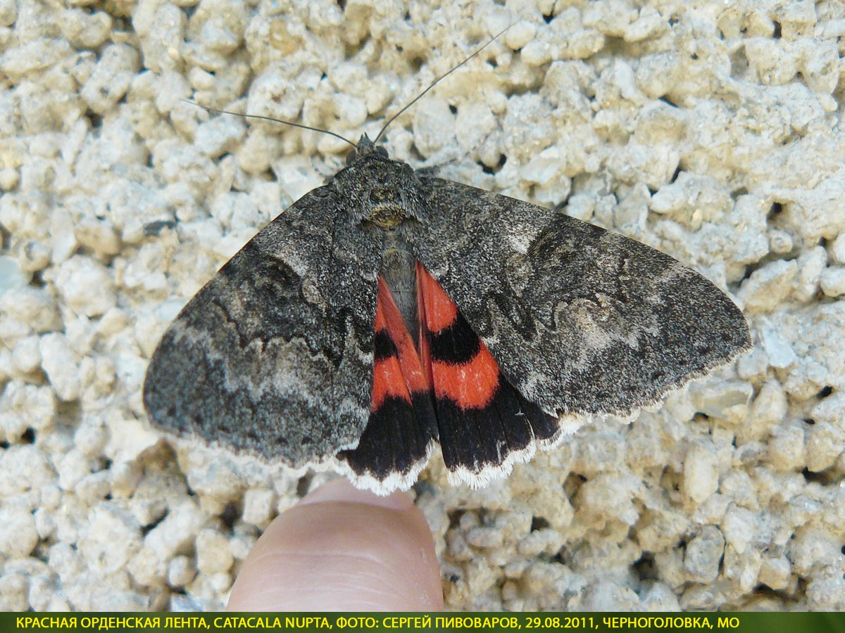 Ленточница красная, Catocala nupta