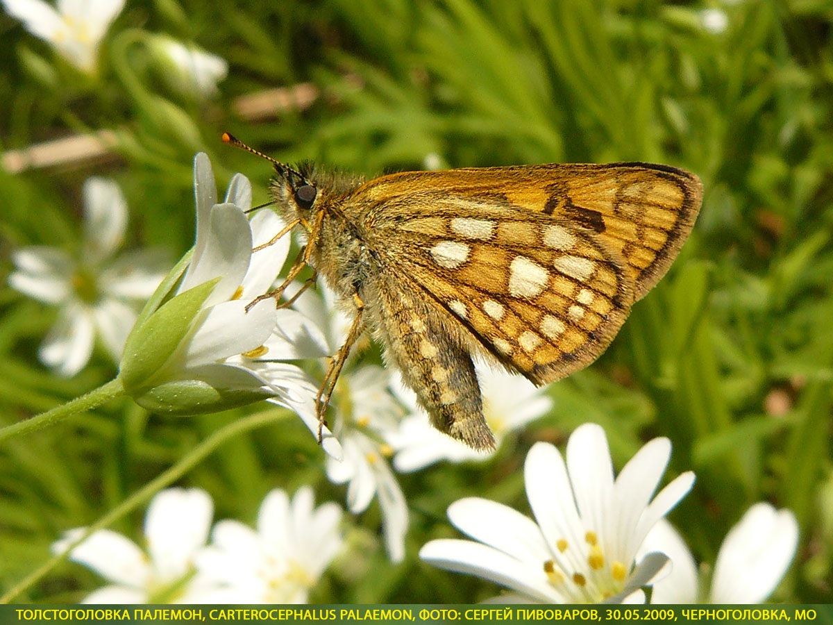 Толстоголовка Палемон, Carterocephalus palaemon