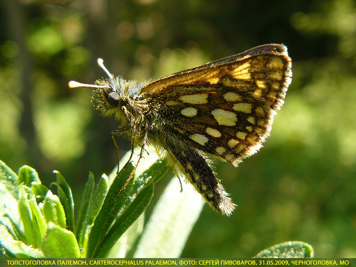 Толстоголовка Палемон, Carterocephalus palaemon