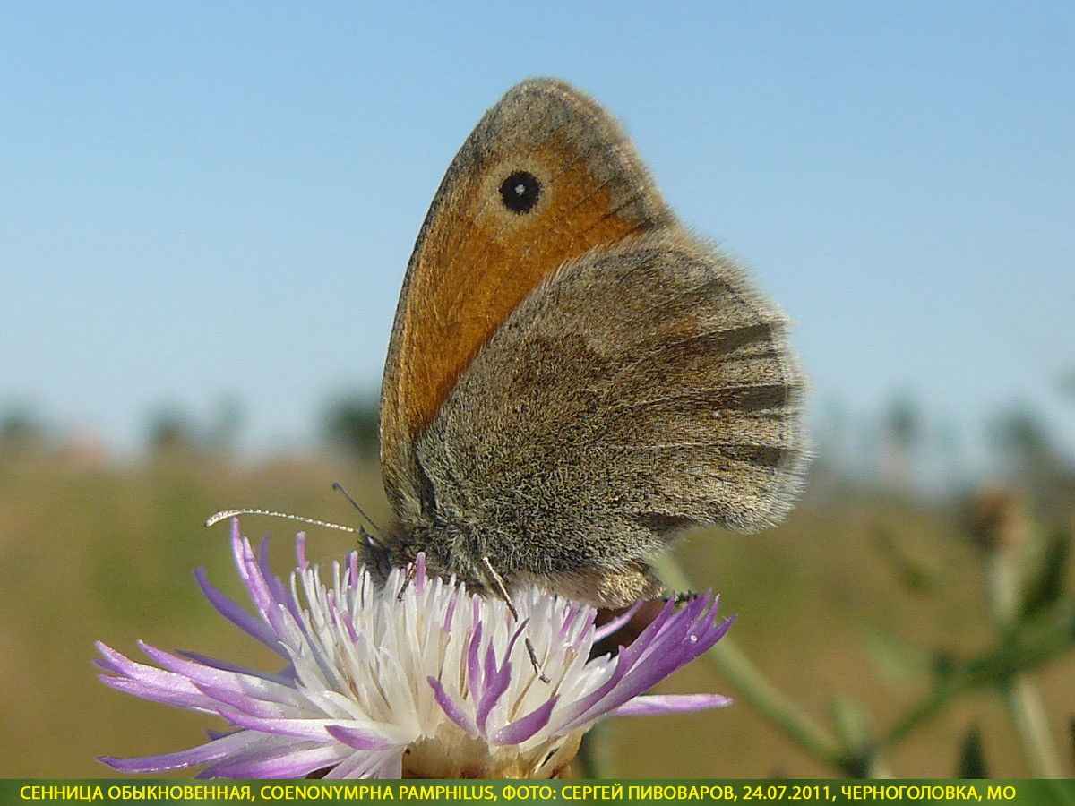Сенница обыкновенная, Coenonympha pamphilus