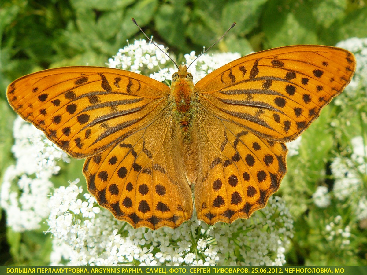 Перламутровка большая Argynnis paphia