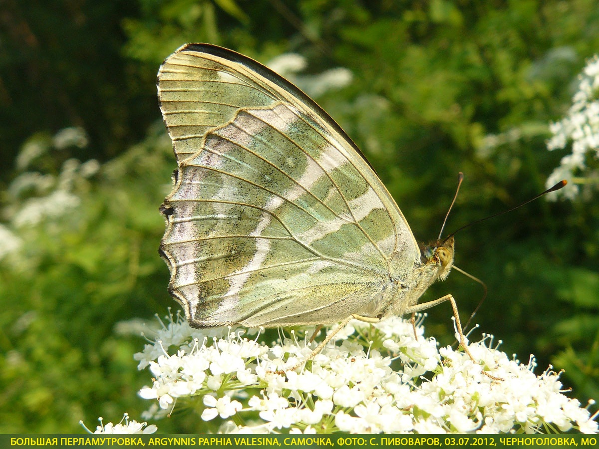 Перламутровка большая Argynnis paphia