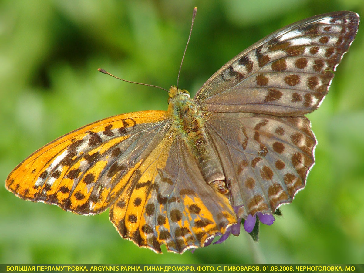 Перламутровка большая Argynnis paphia