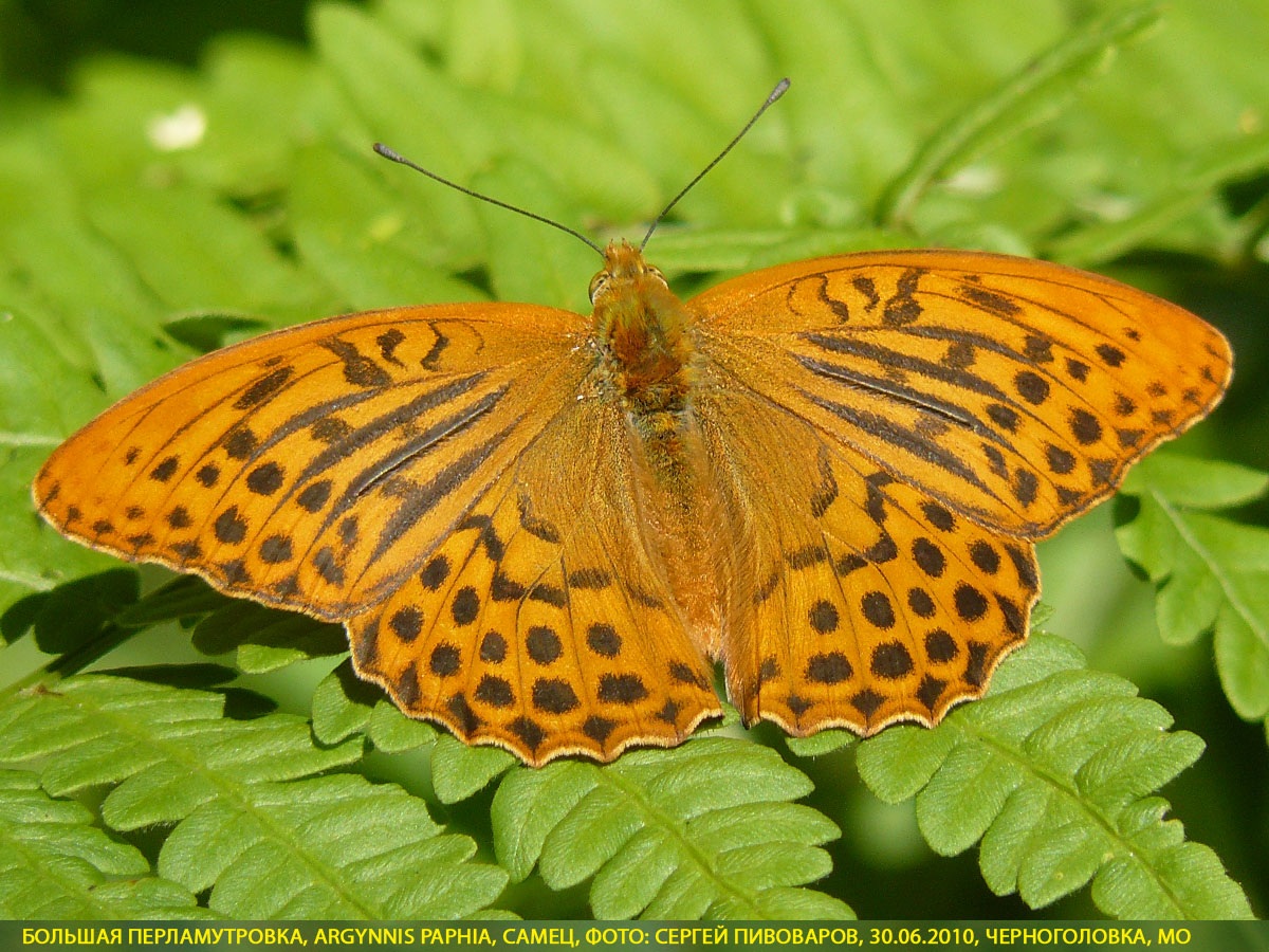 Перламутровка большая Argynnis paphia