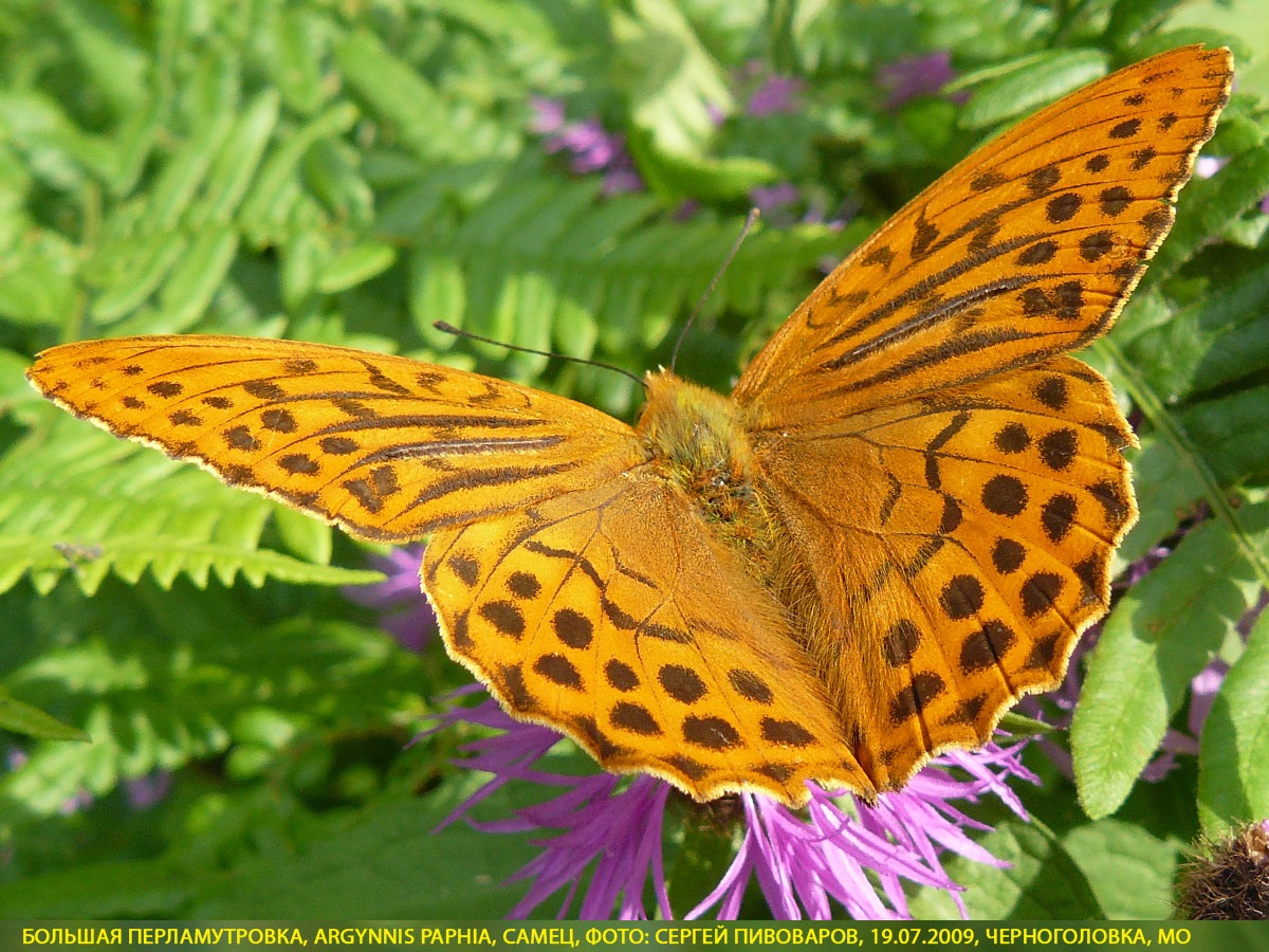 Перламутровка большая Argynnis paphia