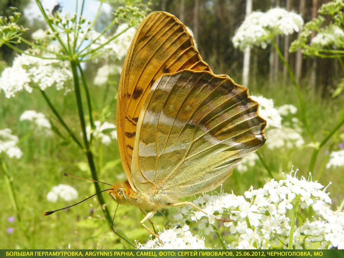 Перламутровка большая Argynnis paphia