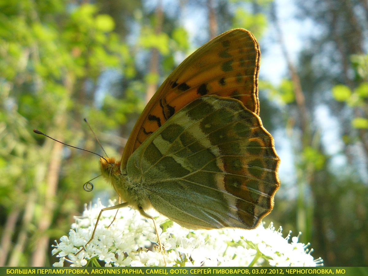 Перламутровка большая Argynnis paphia