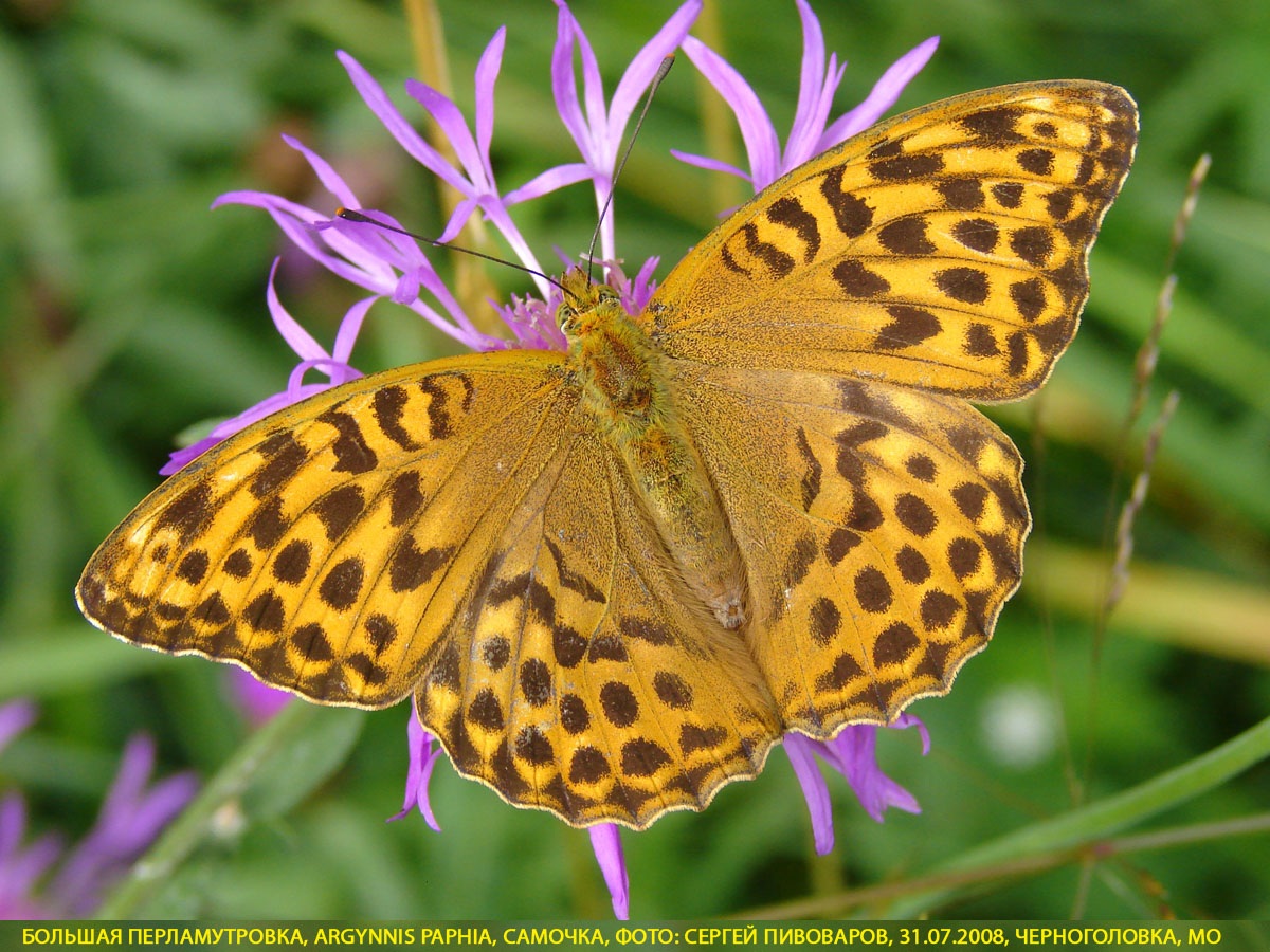 Перламутровка большая Argynnis paphia