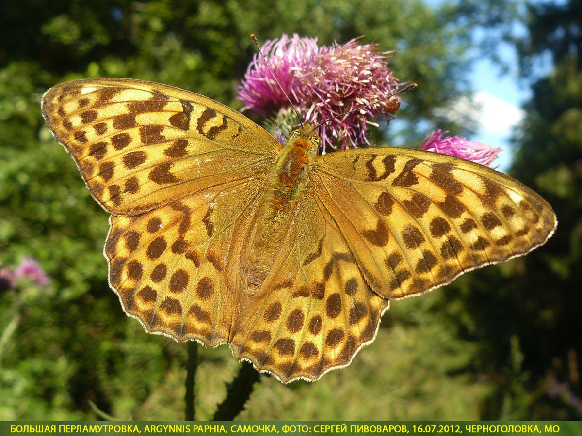 Перламутровка большая Argynnis paphia