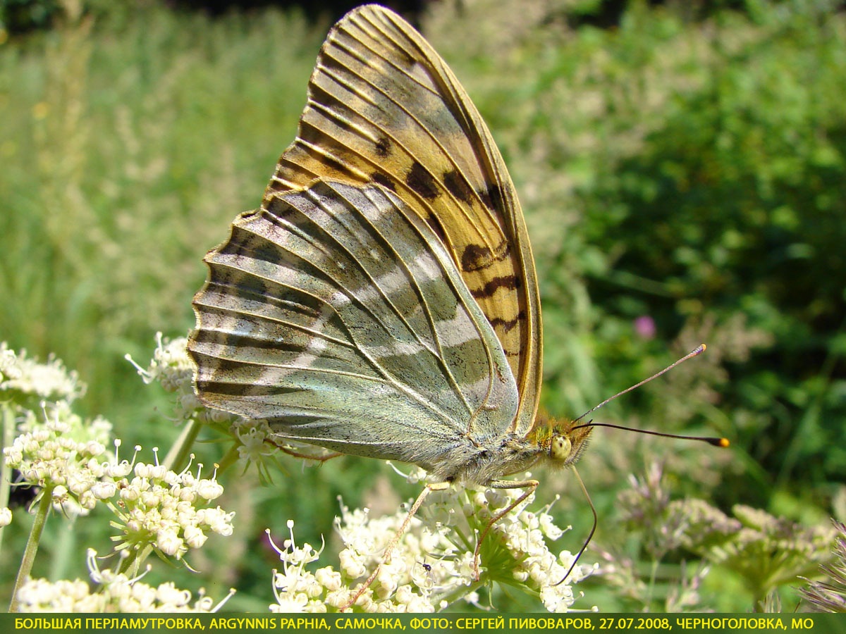 Перламутровка большая Argynnis paphia