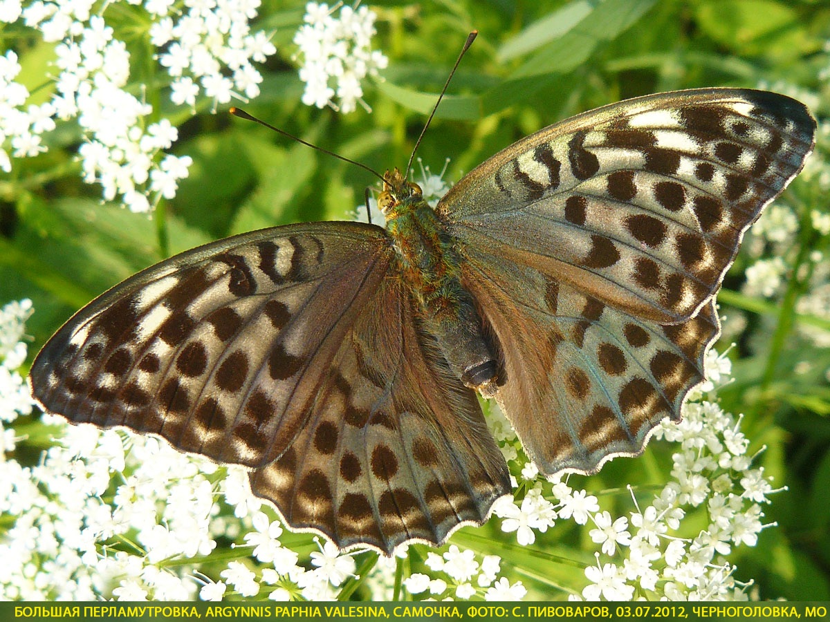 Перламутровка большая Argynnis paphia