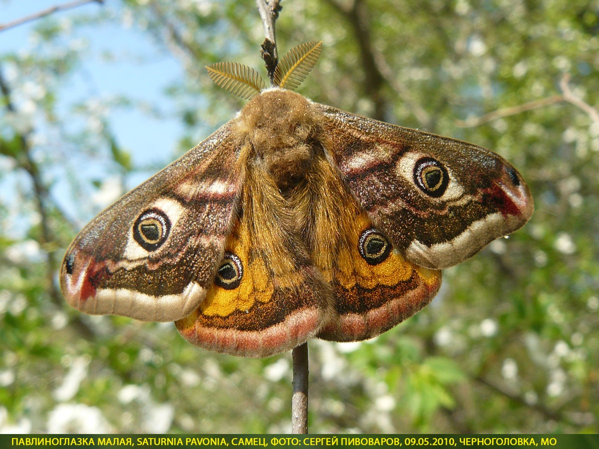 Павлиноглазка малая, Saturnia pavonia