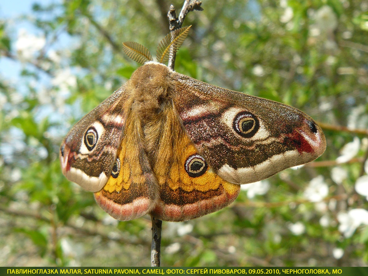 Павлиноглазка малая, Saturnia pavonia