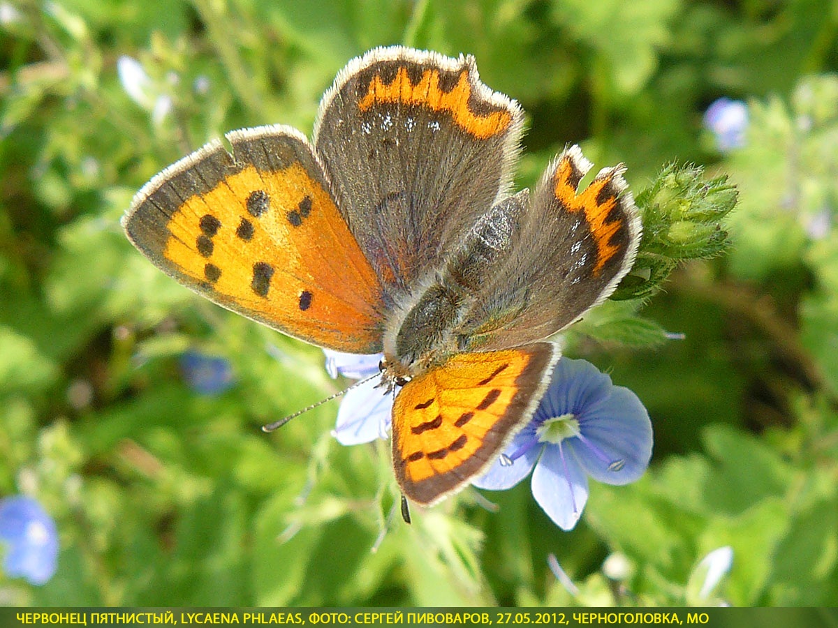 Червонец пятнистый, Lycaena phlaeas