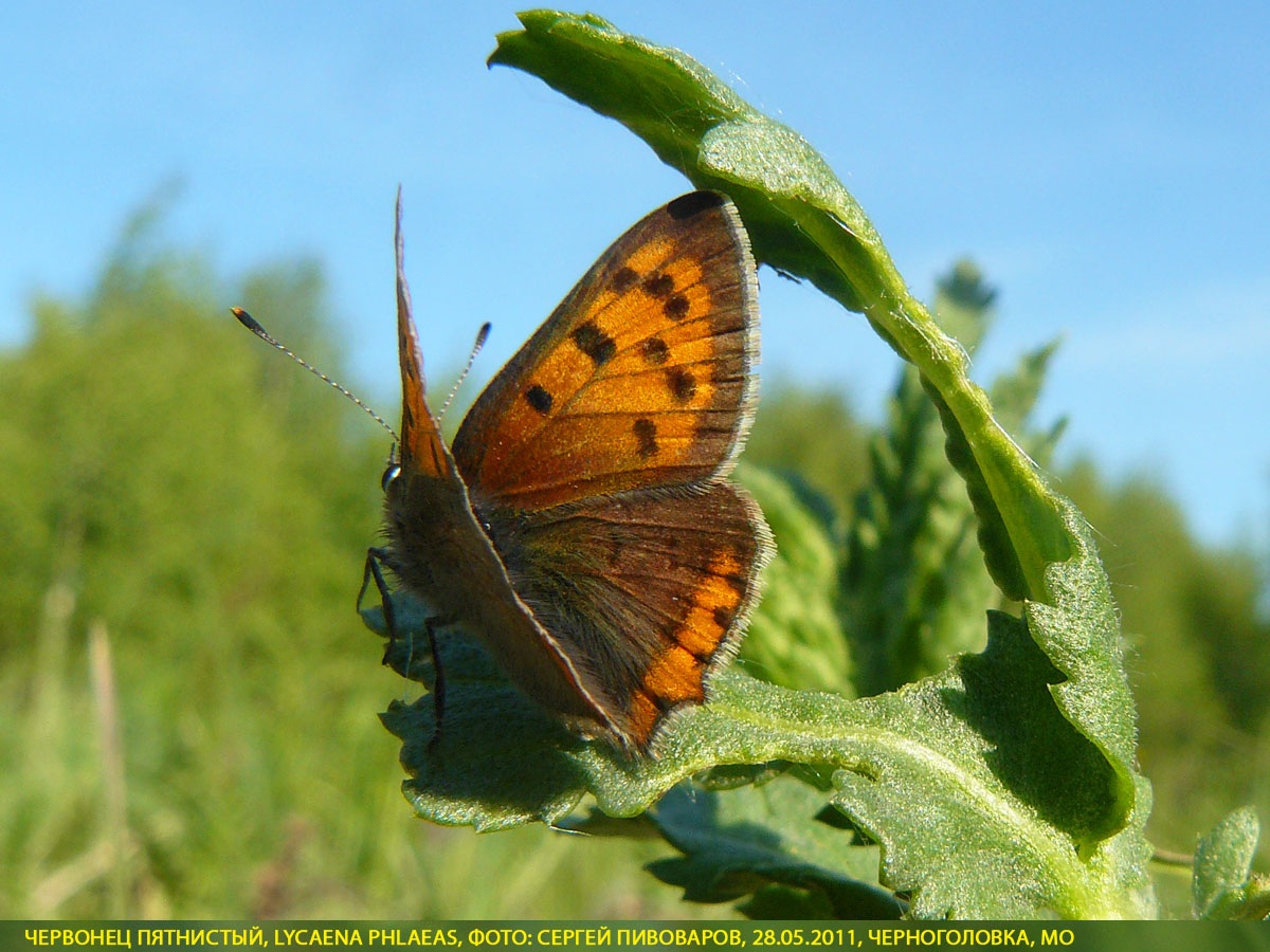 Червонец пятнистый, Lycaena phlaeas