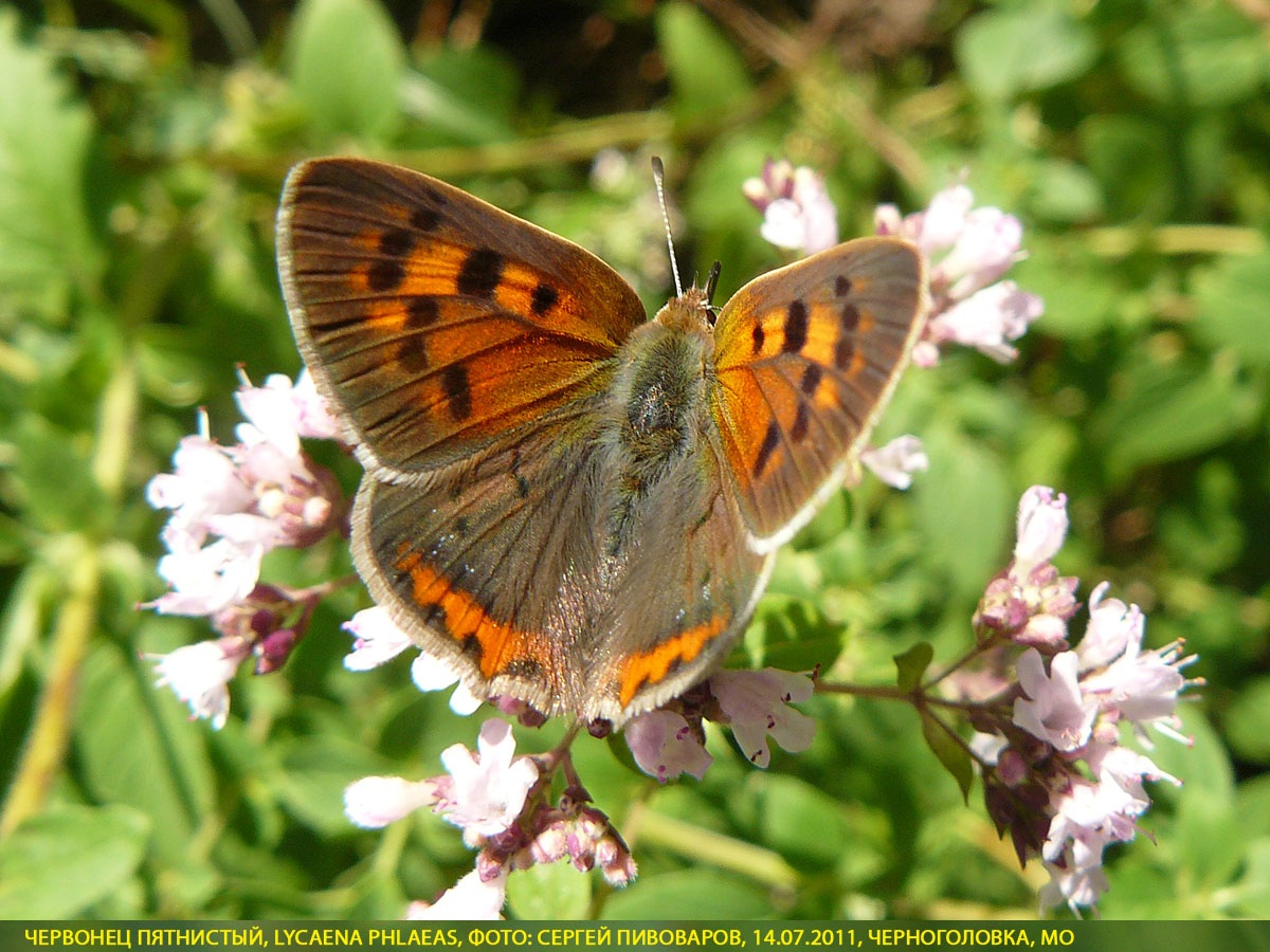 Червонец пятнистый, Lycaena phlaeas