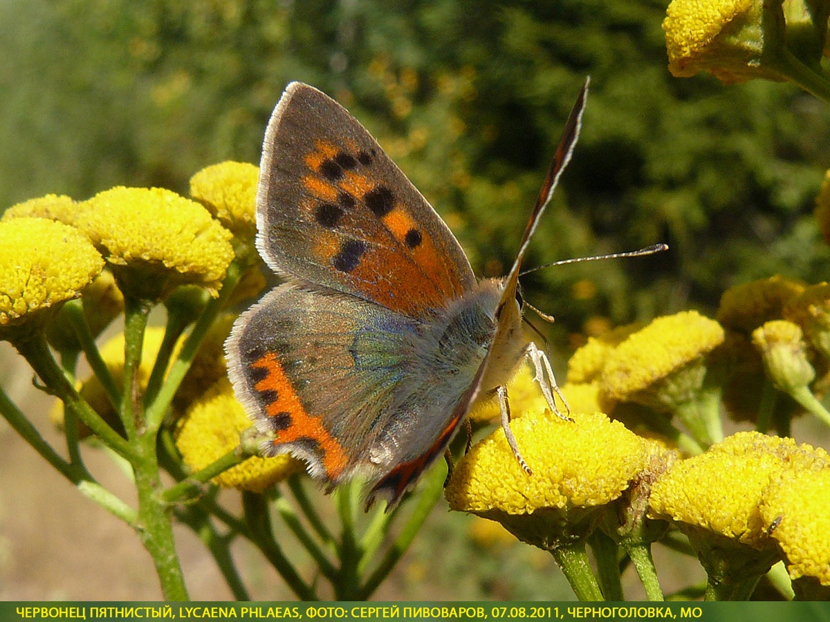 Червонец пятнистый, Lycaena phlaeas