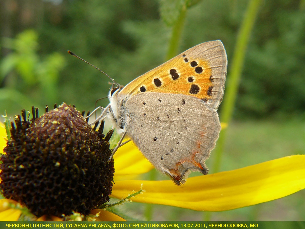 Червонец пятнистый, Lycaena phlaeas