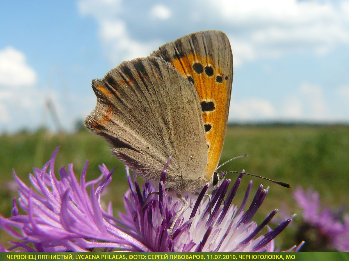 Червонец пятнистый, Lycaena phlaeas