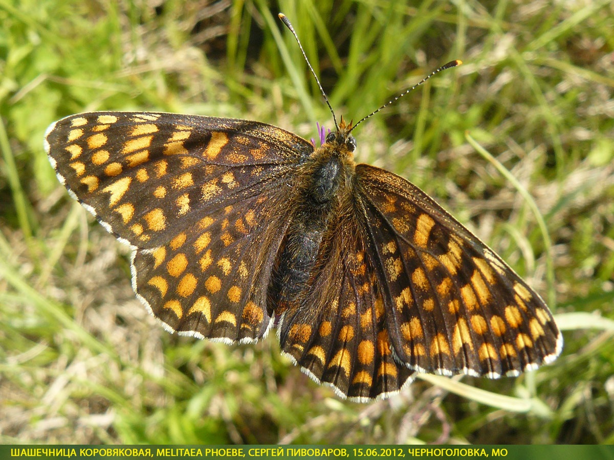 Шашечница коровяковая, Melitaea phoebe