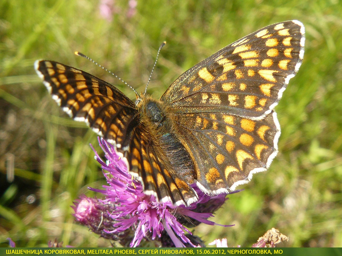 Шашечница коровяковая, Melitaea phoebe