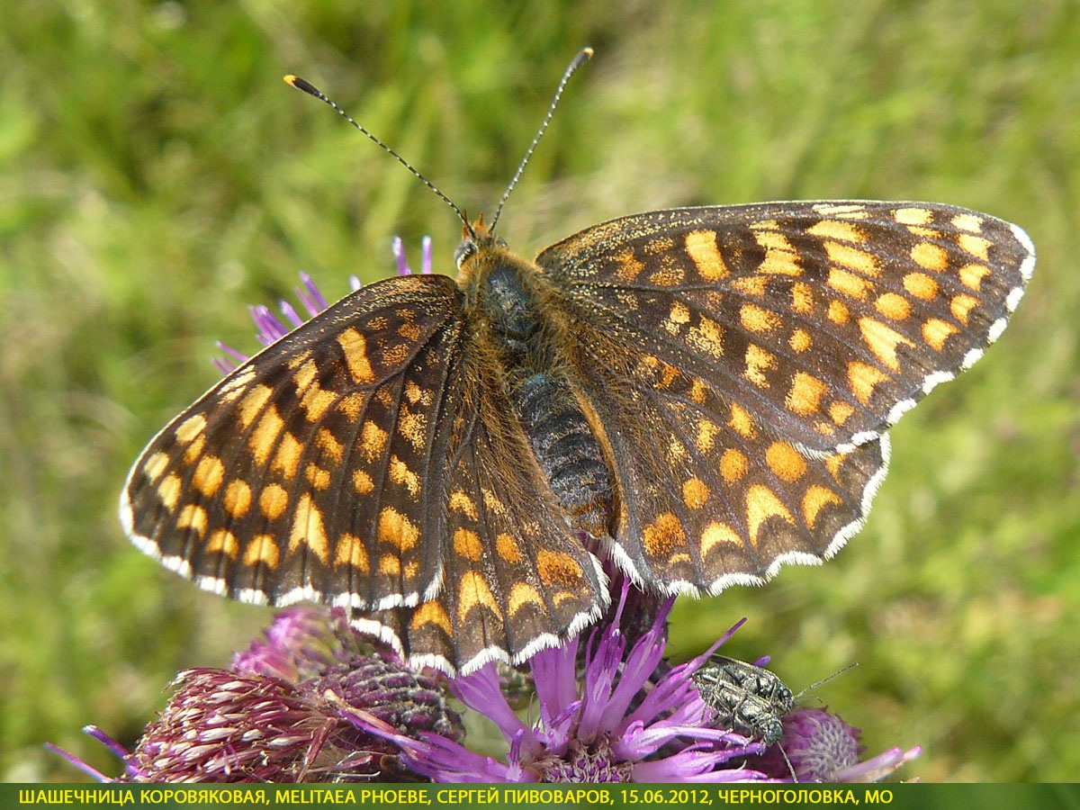 Шашечница коровяковая, Melitaea phoebe