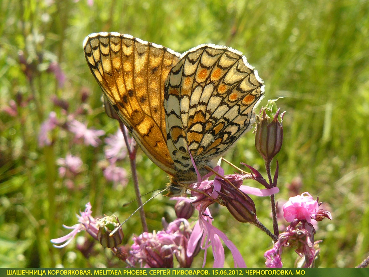 Шашечница коровяковая, Melitaea phoebe