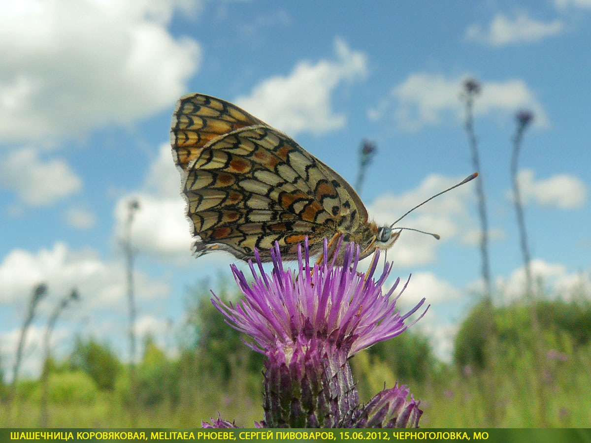 Шашечница коровяковая, Melitaea phoebe