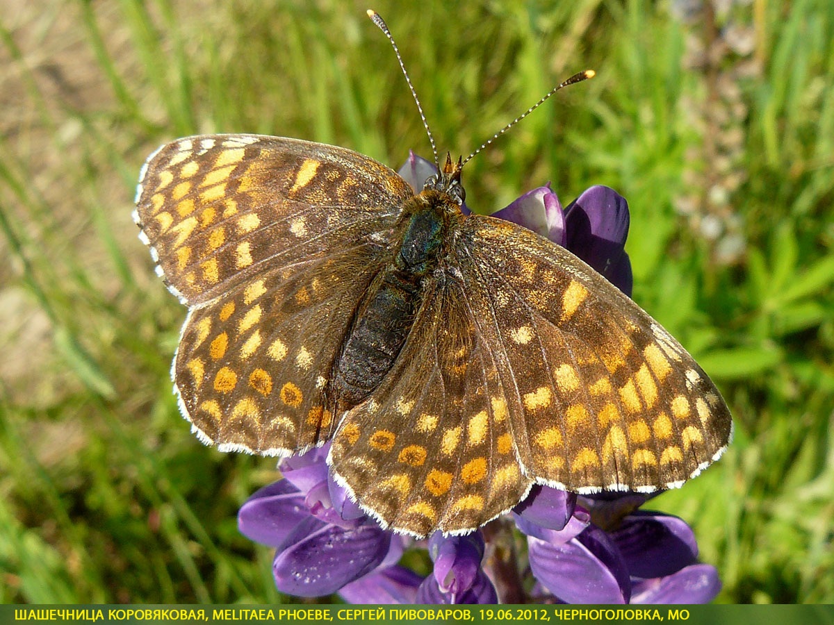Шашечница коровяковая, Melitaea phoebe