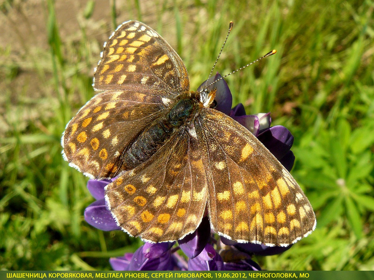 Шашечница коровяковая, Melitaea phoebe